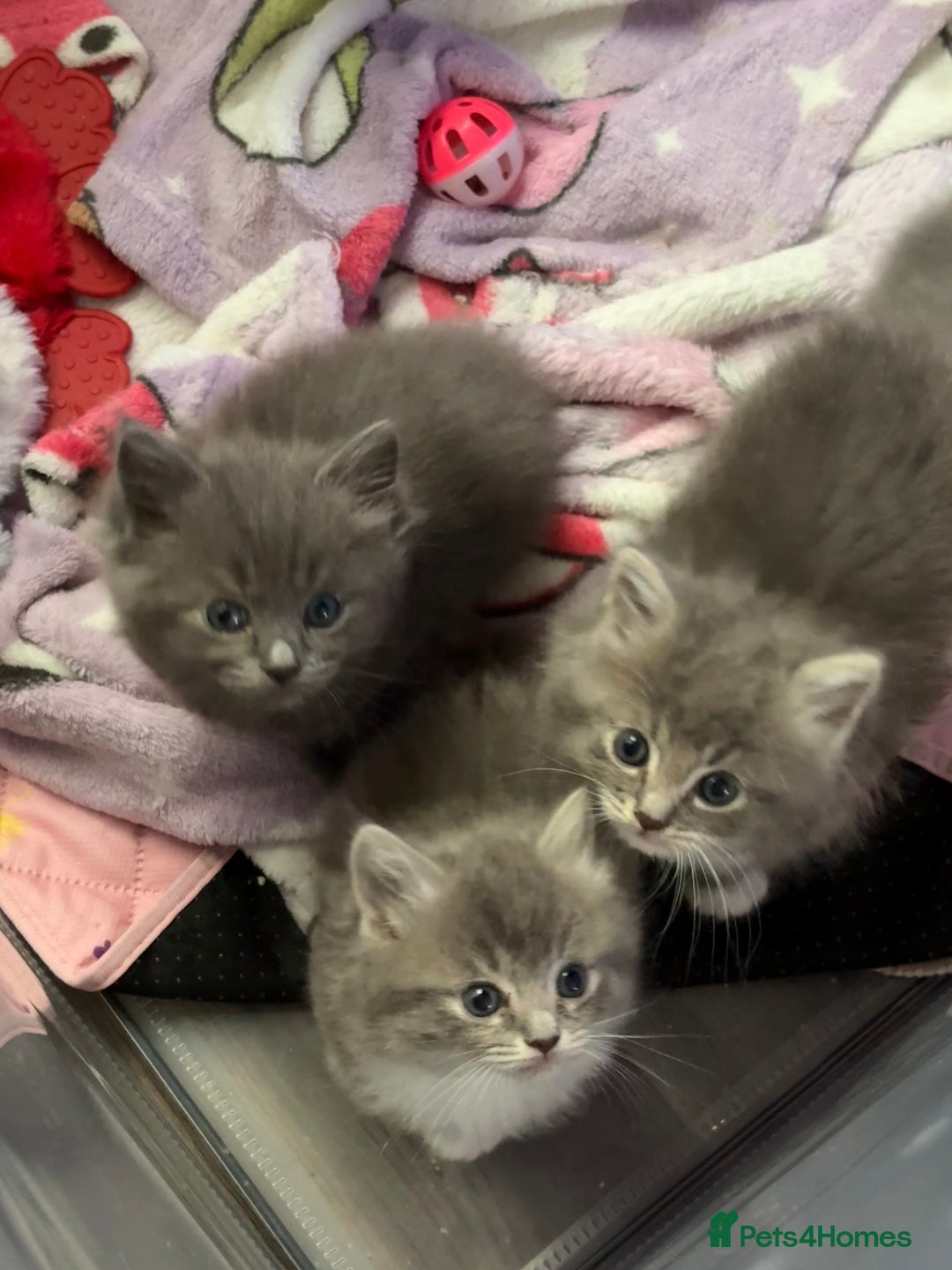Ragdoll cats for sale: Stunning Ragdoll kittens available  - Image 5