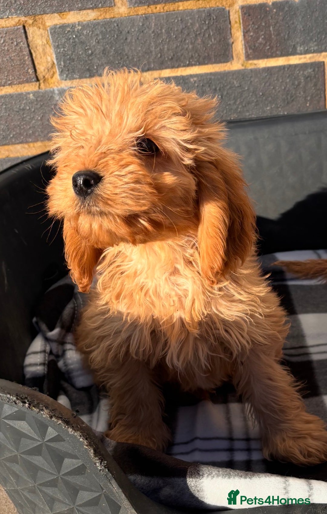 Cockapoo dogs for sale: Beautiful gold Cockapoo puppies - Advert 16