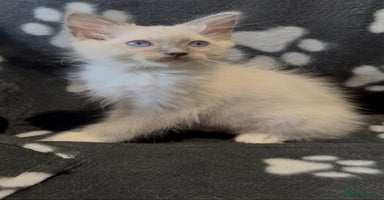 Ragdoll cats - Advert 5