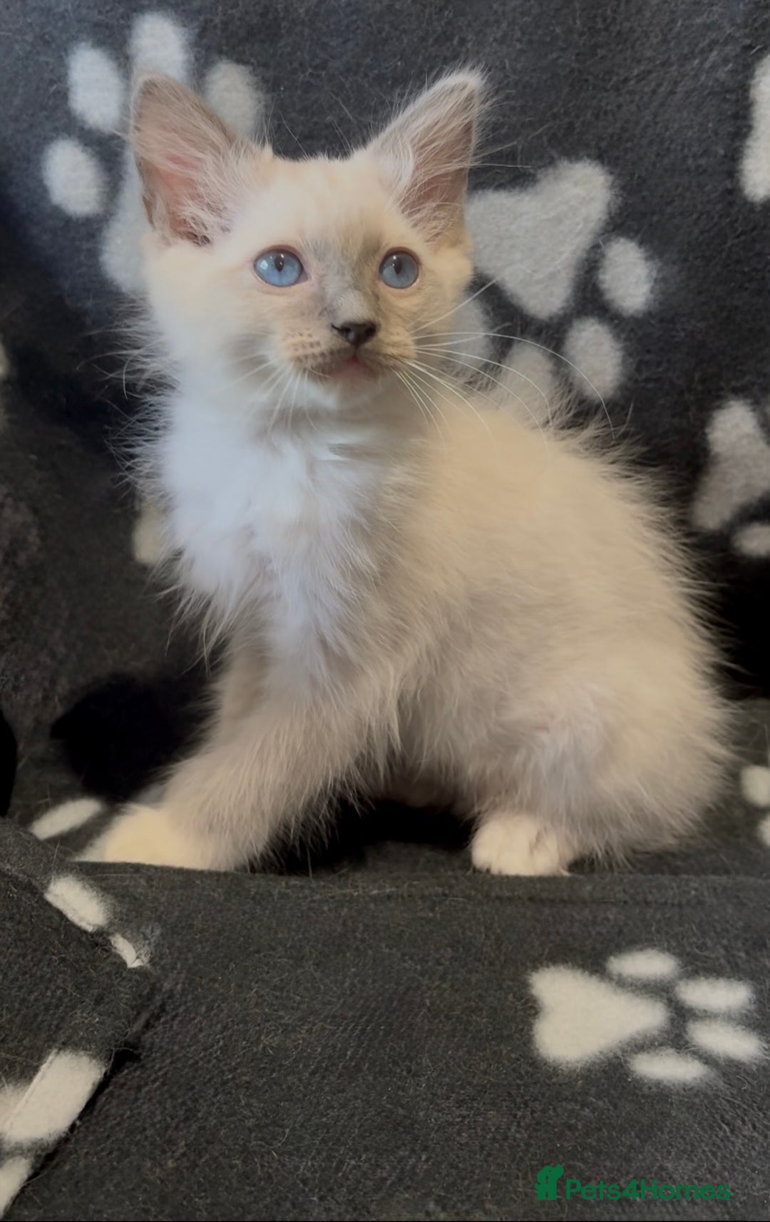 Ragdoll cats for sale: Last mitted ragdoll boy looking for forever home  - Image 3