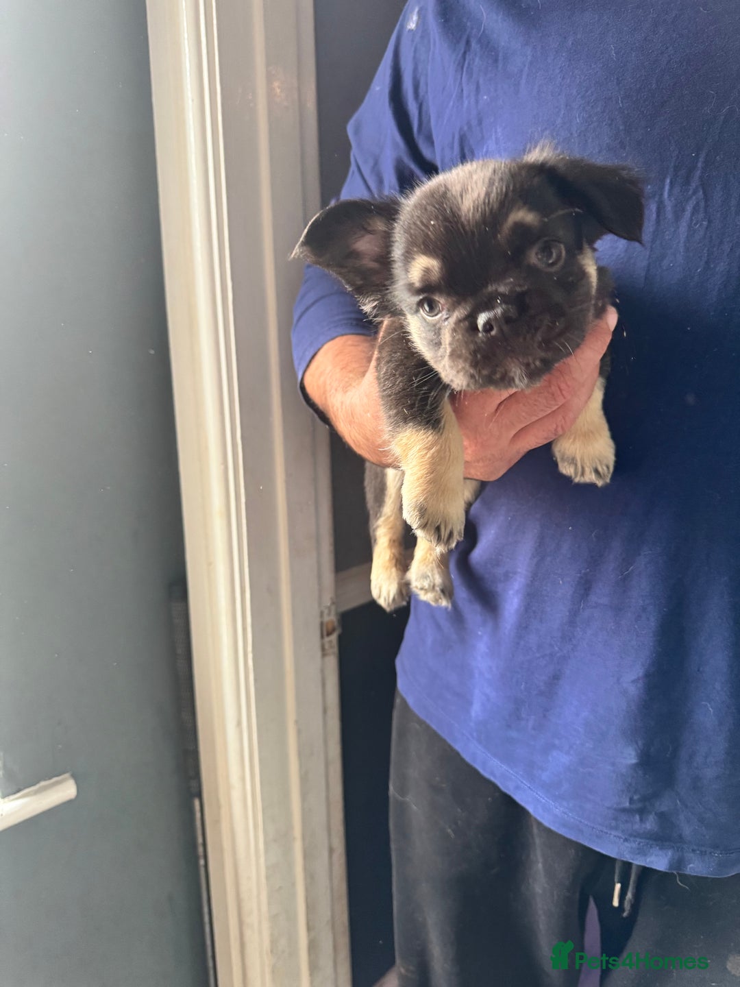 French Bulldog dogs for sale: Three beautiful French bulldogs  - Image 11