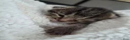 Mixed Breed cats for sale: Stunning tabby kittens  - Advert 3