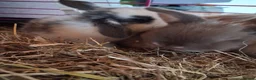 Mini Lop rabbits for sale: Baby mini lops 3 weeks old - Advert 7