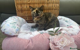 Mixed Breed cats for sale: 2 girl rescue kittens - Image 8