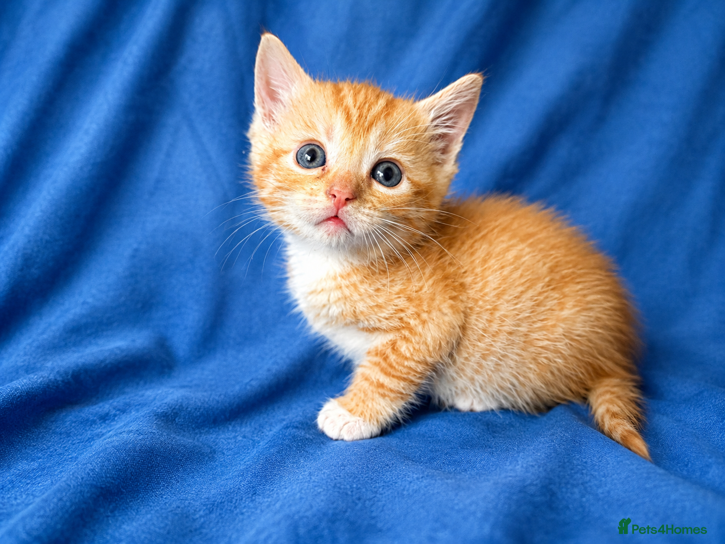 Ragdoll Kitten 2