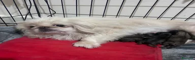 Pekingese Puppy 2