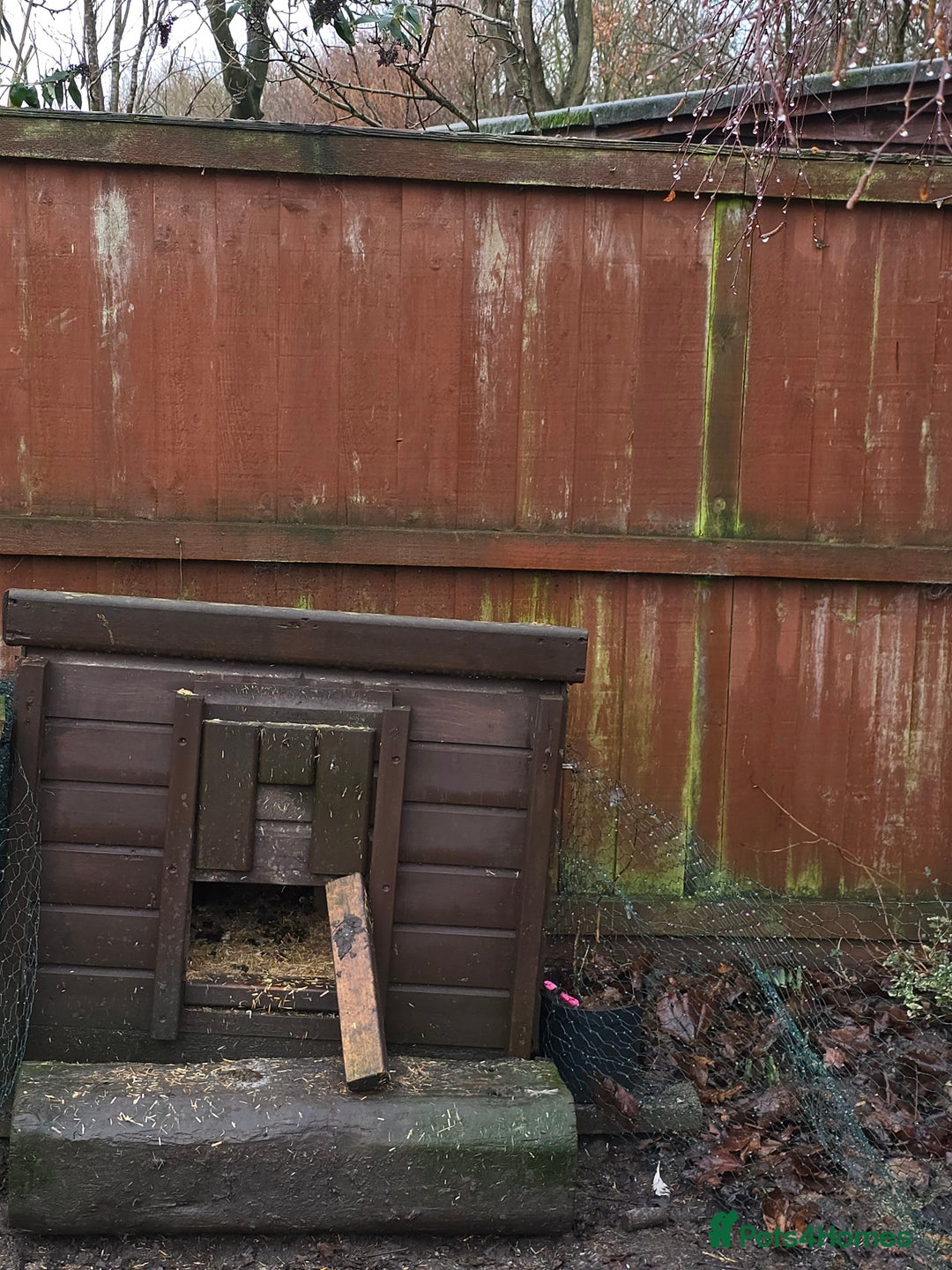 Chickens poultry for sale: 2 x POL chickens - Advert 2