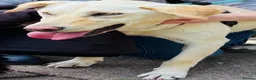 Mixed Breed dogs for sale: Looking for his new home and loving people - Advert 7