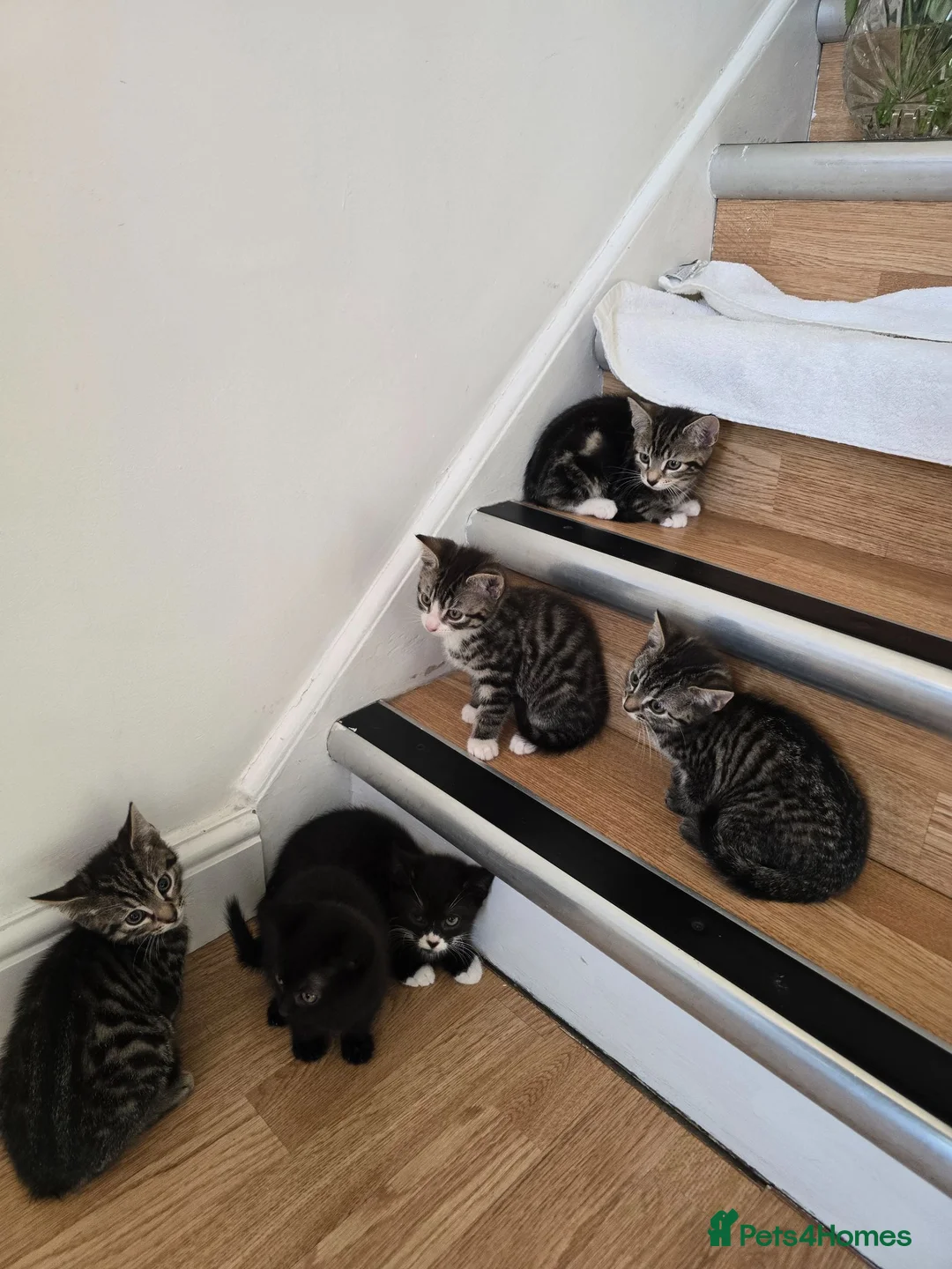 Mixed Breed cats for sale: Adorable Kittens Looking for Loving Homes baby cat in London - Advert 2