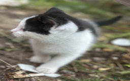 British Shorthair cats for sale: Adorable Black and White Kittens (mixed breed) - Image 21