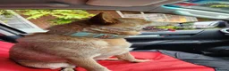 Australian Cattle Dog dogs for stud: Australian cattle dog.  - Advert 3