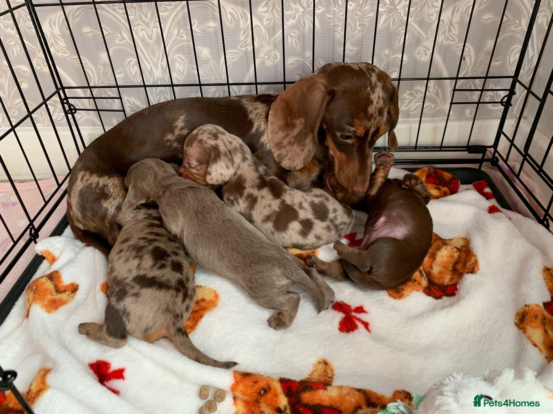 Miniature Dachshund dogs Beautiful Miniature dachshund puppies - Advert 18