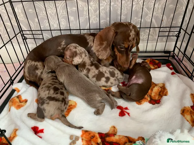 Miniature Dachshund dogs for sale: Beautiful Miniature dachshund puppies - Advert 1