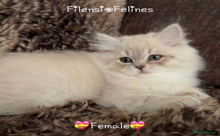 RagaMuffin cats - Advert 1