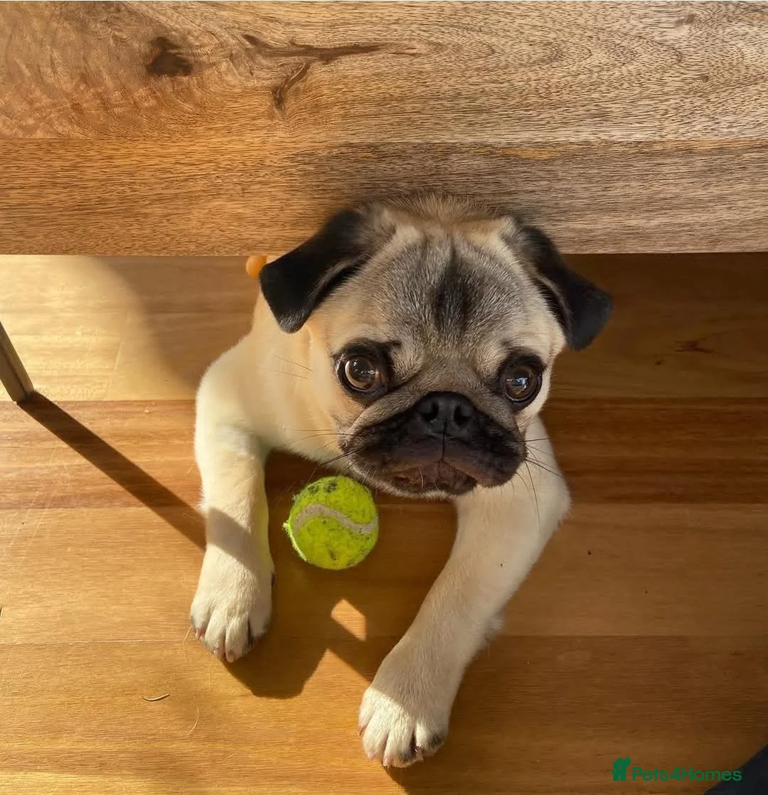 Pug dogs for stud: Fawn pug  - Advert 2