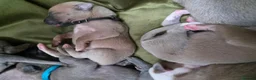 Whippet dogs for sale: Fawn Whippet puppys - Advert 8