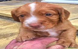 Cocker Spaniel dogs for sale: Working cocker puppies - Image 2