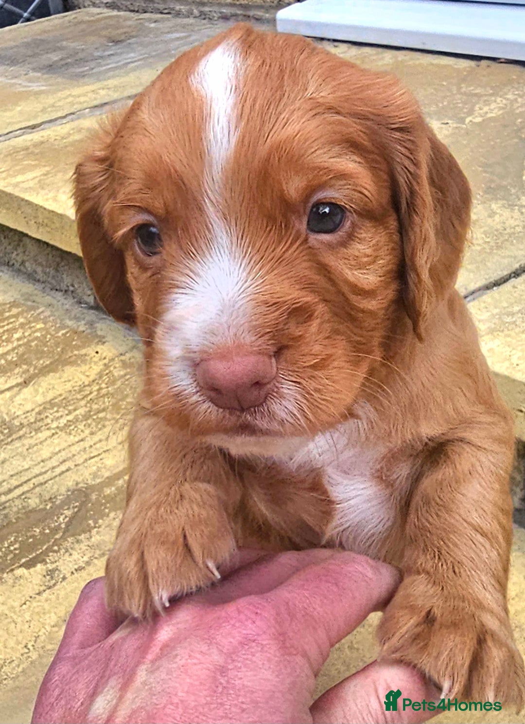 Cocker Spaniel dogs for sale: Working cocker puppies - Image 2