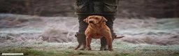 Labrador Retriever dogs for sale: Quality Pedigree Labrador Puppies Available - Advert 3