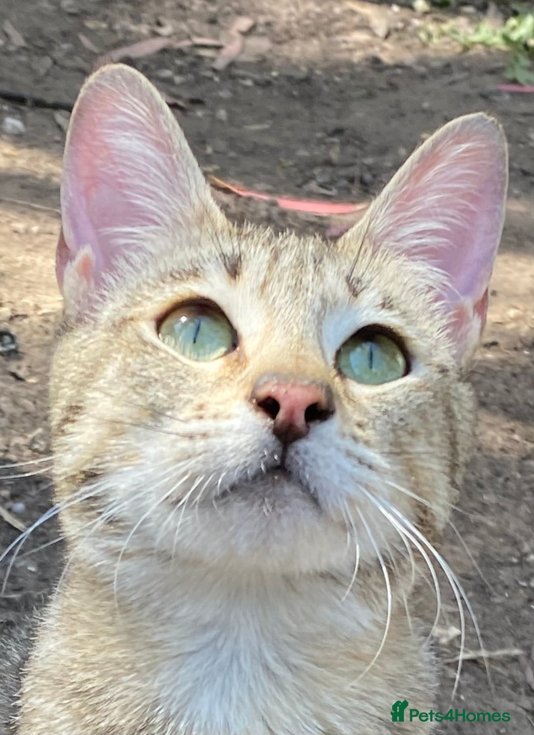 Savannah cats for sale: Pedigree F5 SBT SAVANNAH girl seeks forever home in Manchester - Image 20