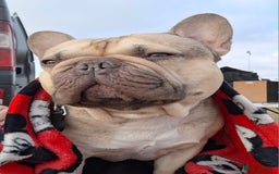 French Bulldog dogs for stud: French Bulldog available for stud in Derby in Derby - Image 7