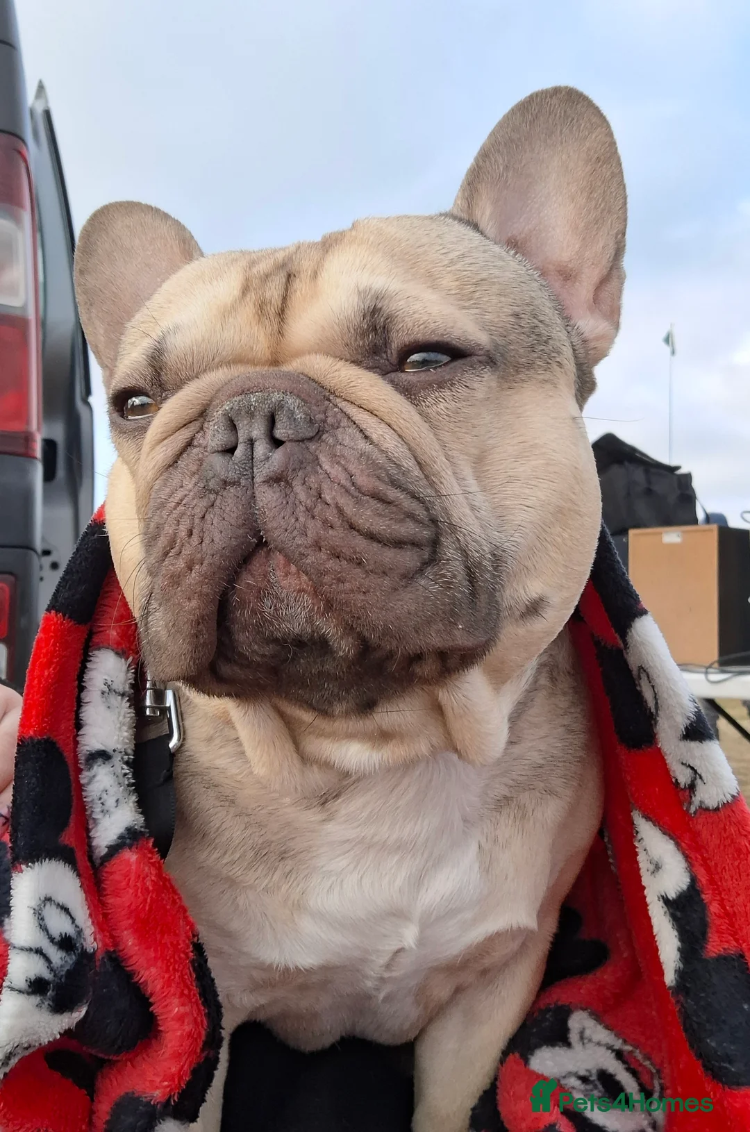 French Bulldog dogs for stud: French Bulldog available for stud in Derby in Derby - Advert 7