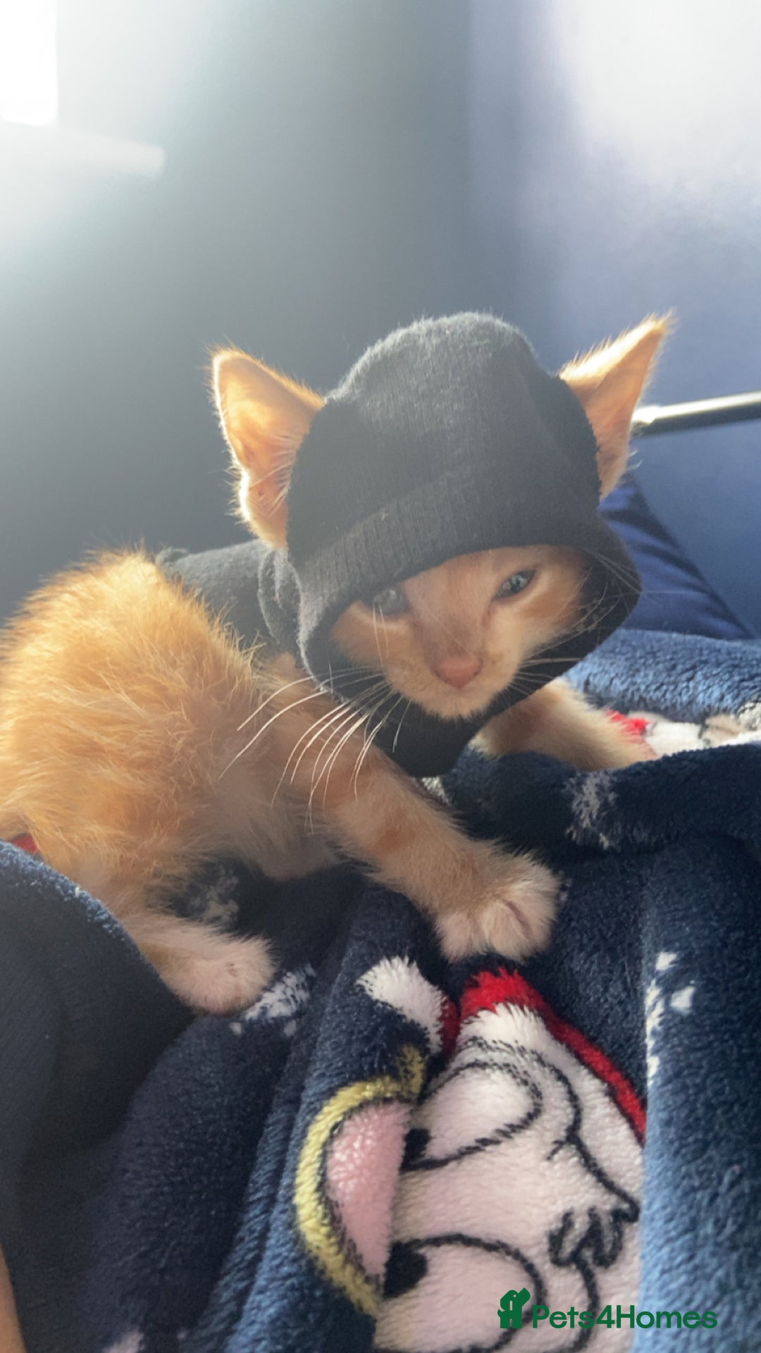 Mixed Breed cats for sale: Benji (11 week old kitten) - Image 3