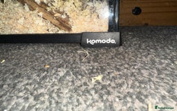 Mouse rodents for sale: African Pygmy dormice  - Advert 6
