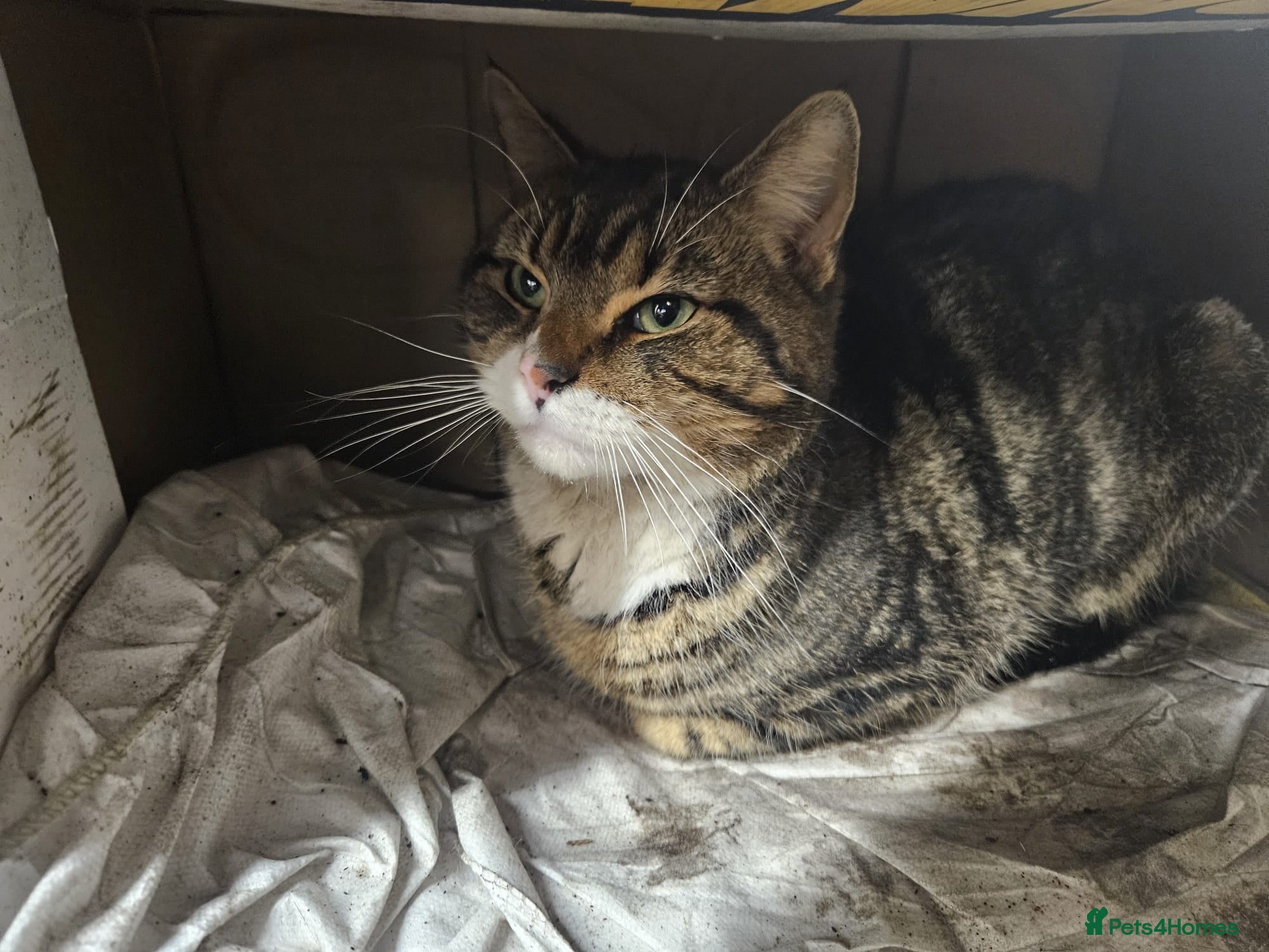 Mixed Breed cats Cat for good home FREE - Advert 1