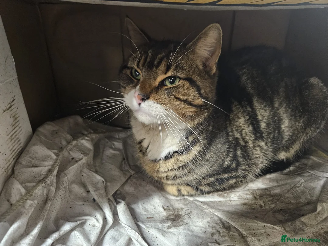 Mixed Breed cats for sale: Cat for good home FREE - Advert 1