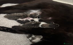 Mixed Breed cats for sale: 5 newborn kittens available - beautiful markings - Image 3