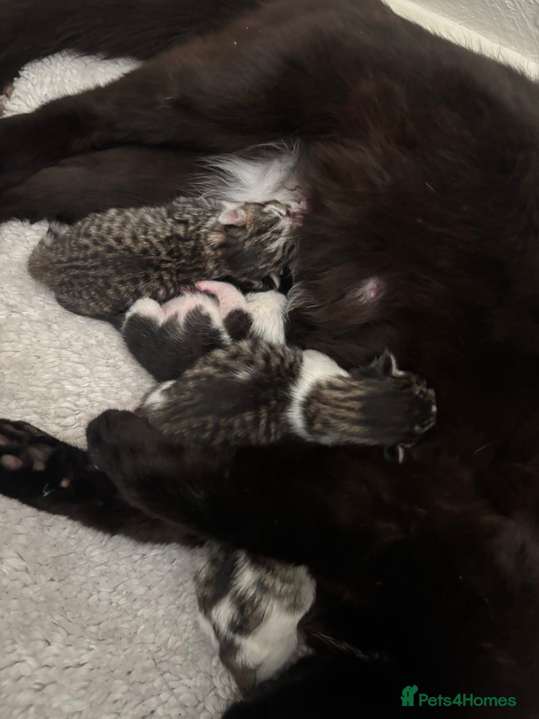 Mixed Breed cats for sale: 5 newborn kittens available - beautiful markings - Image 3