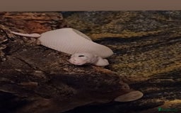 Python Snake reptiles for sale: Banana Blue-eyed Leucistic - Image 3