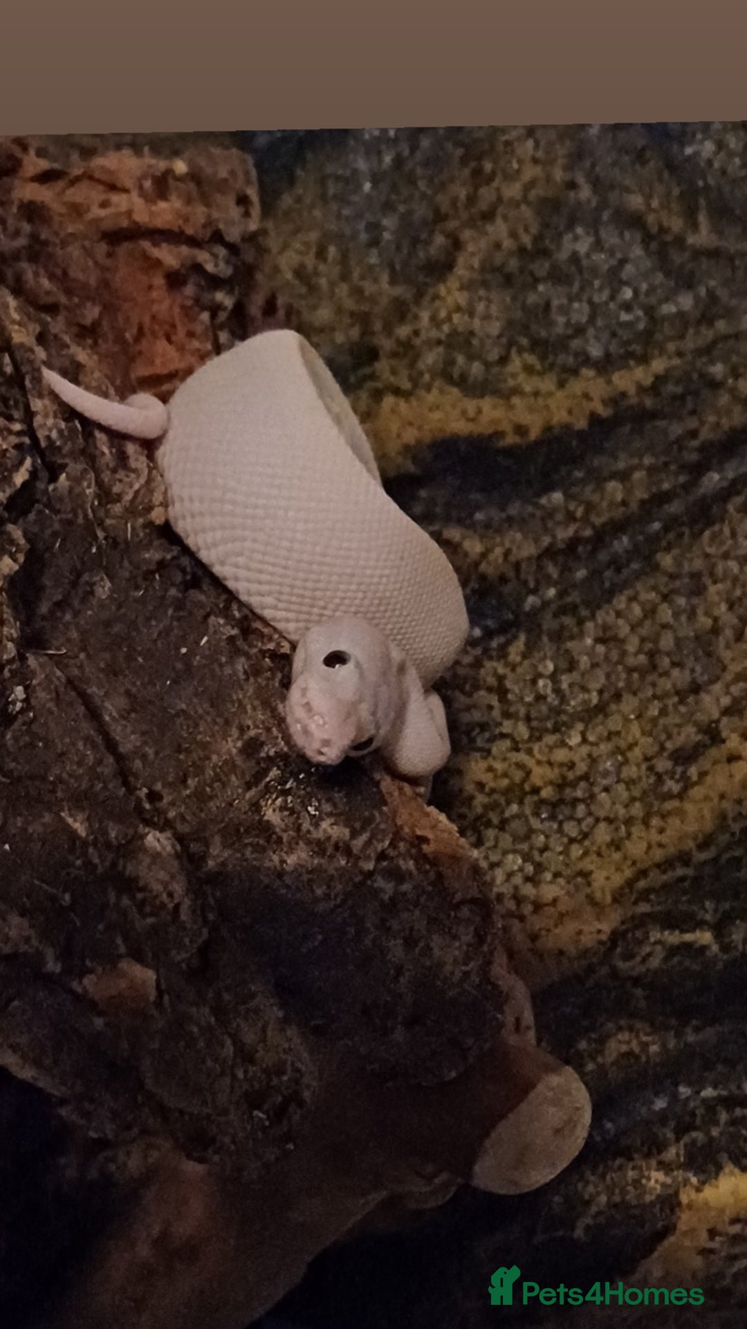 Python Snake reptiles for sale: Banana Blue-eyed Leucistic - Image 3
