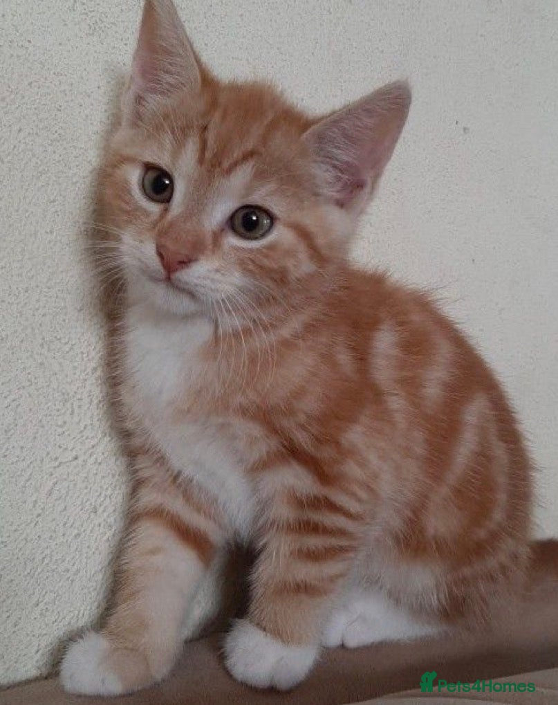 Mixed Breed cats Ginger/white kitten (12 weeks old ) - Advert 2