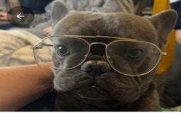 French Bulldog dogs for stud: Beautiful French bulldog male for stud - Image 1