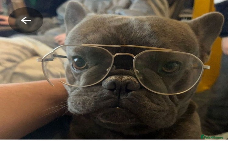 French Bulldog dogs - Advert 14