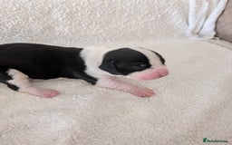 Mixed Breed dogs for sale: Cockerbull puppies  - Image 7