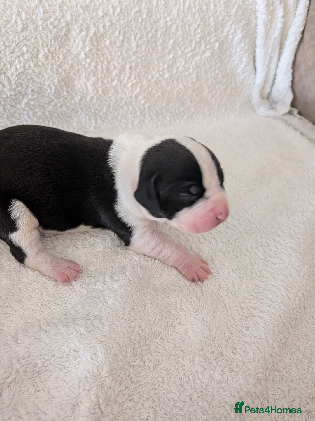 Mixed Breed dogs for sale: Cockerbull puppies  - Image 7