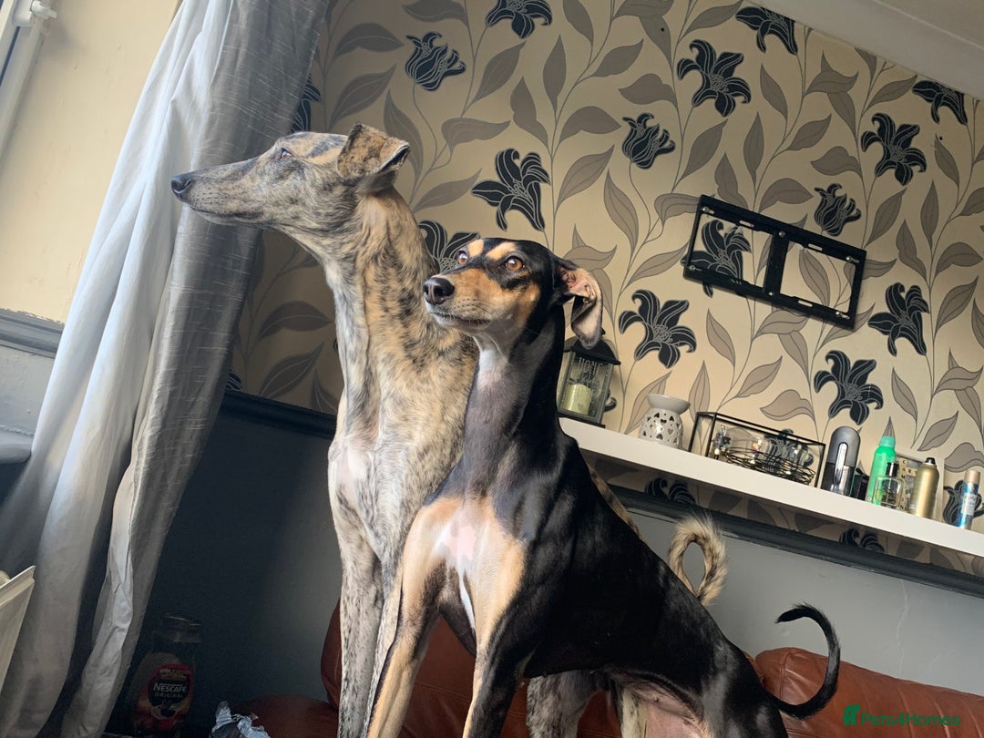Mixed Breed dogs for sale: Stunning saluki greyhound puppies!  - Image 16