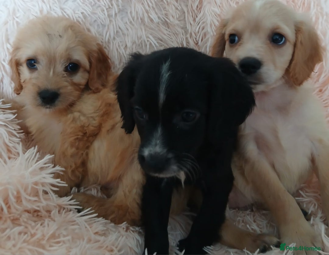 Cockapoo dogs for sale: Cockapoo puppies  - Image 2