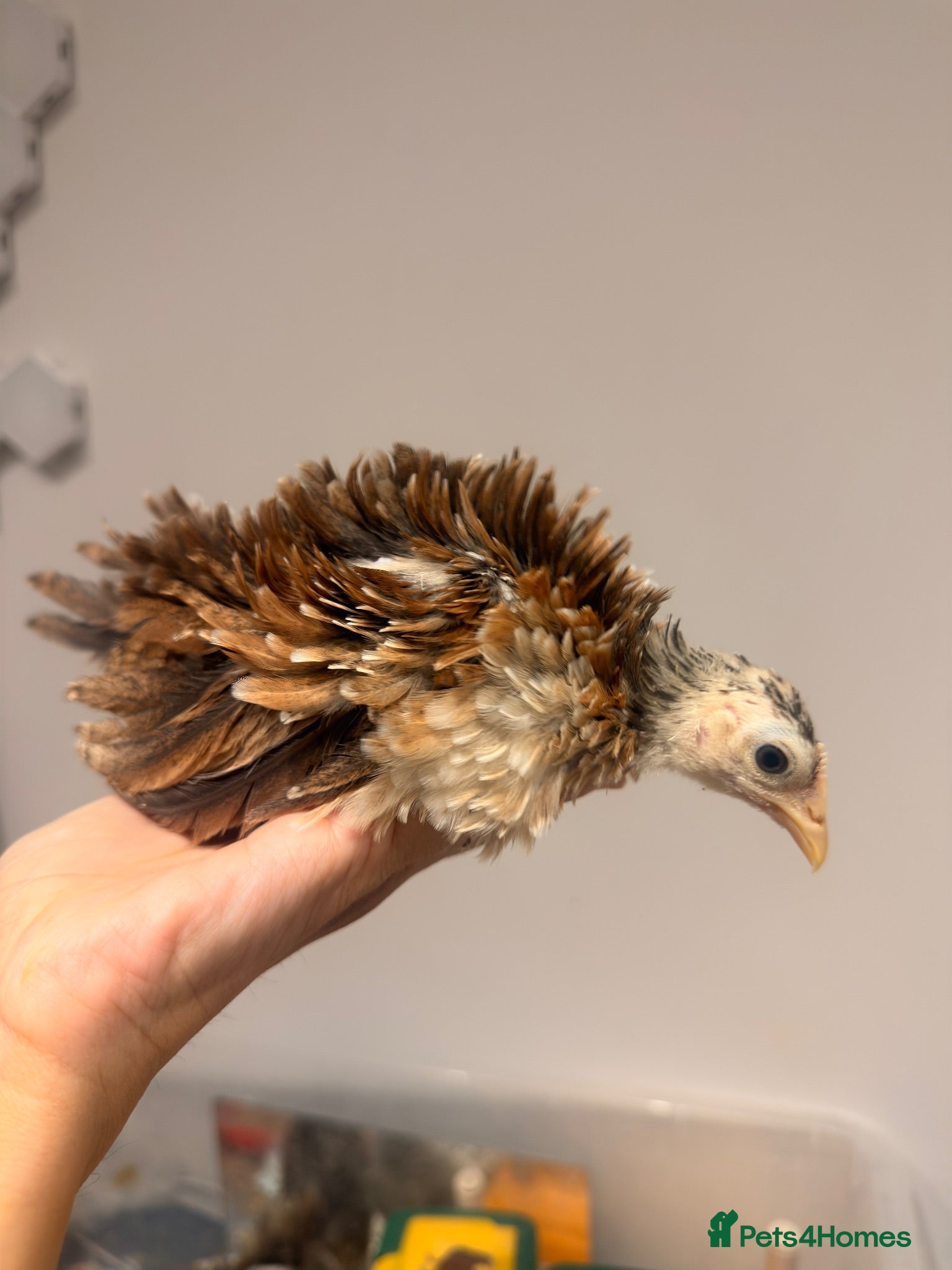 Chickens poultry BANTAM Serama Chickens Frizzled  - Advert 1
