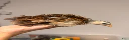 Chickens poultry for sale: BANTAM Serama Chickens Frizzled  in Waltham Cross - Advert 1