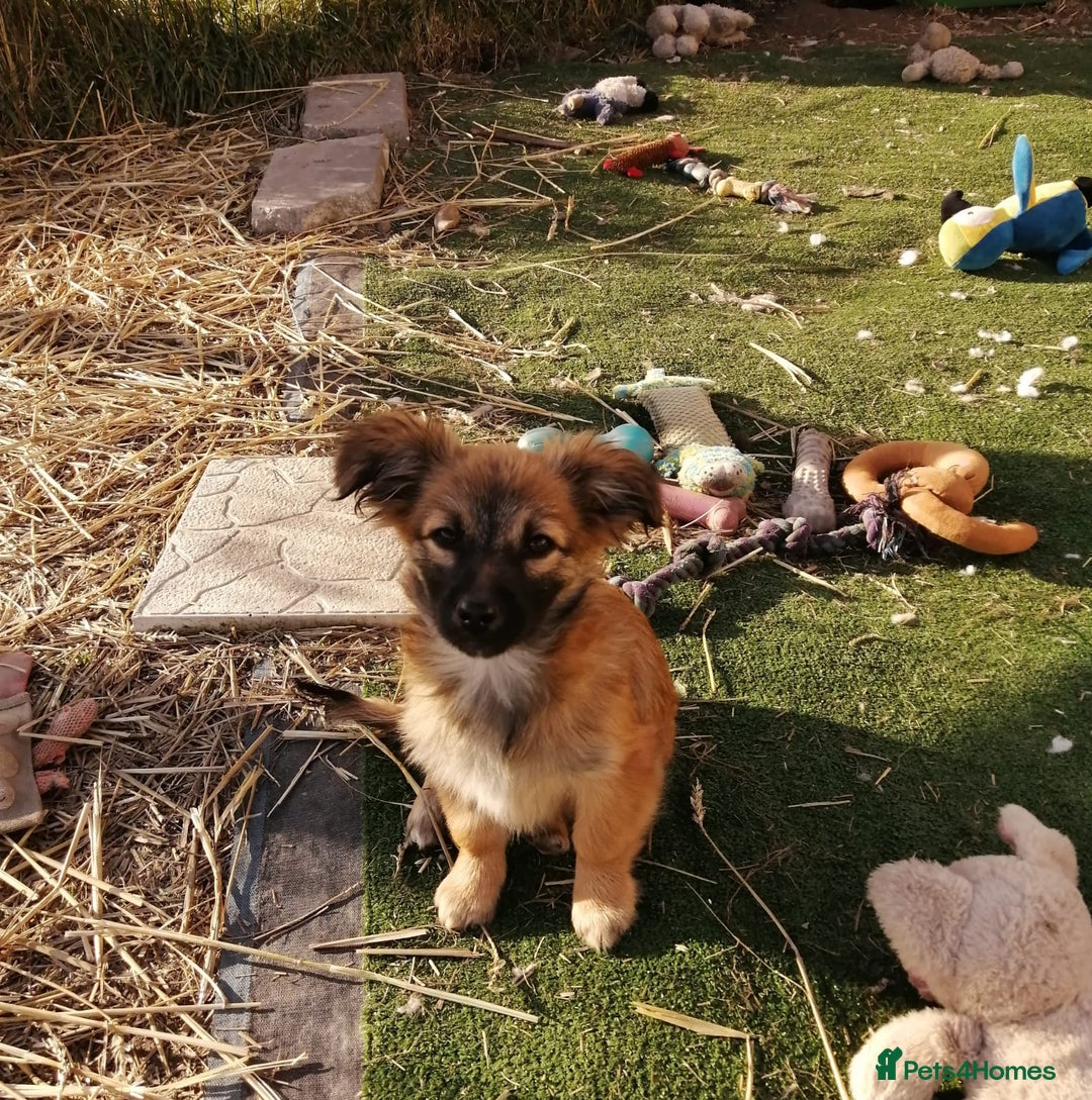 Mixed Breed dogs for adoption: 💙🐶 FUNTIK 🐶💙 - Advert 10