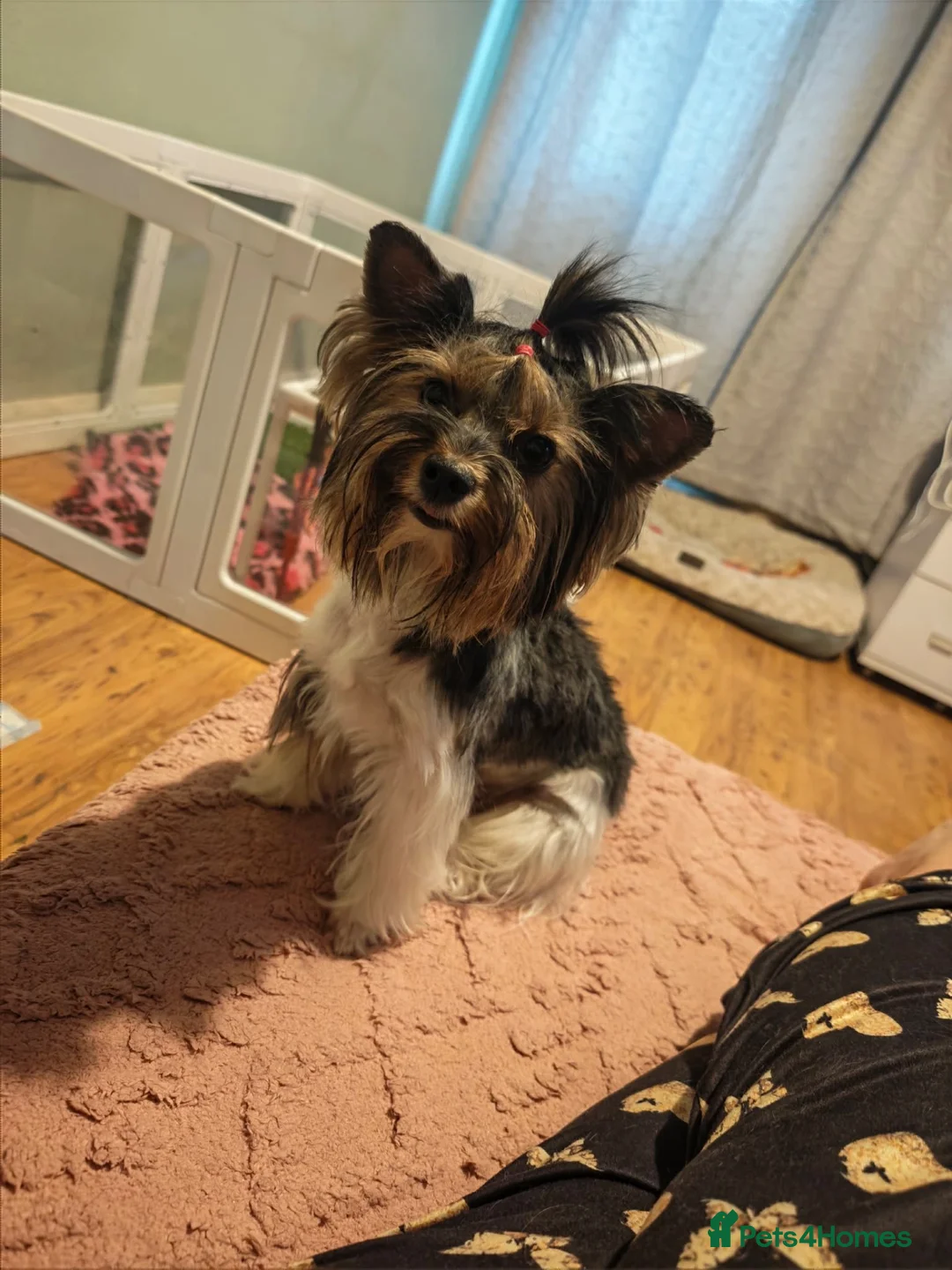 Yorkshire Terrier dogs for sale: 🐶 Beautiful Yorkshire Terrier Puppy 🐾 in Burton-on-Trent - Advert 1