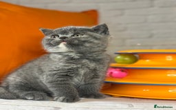 British Shorthair cats for sale: Beautiful British Shorthair Kittens – ReadyOctober - Image 4