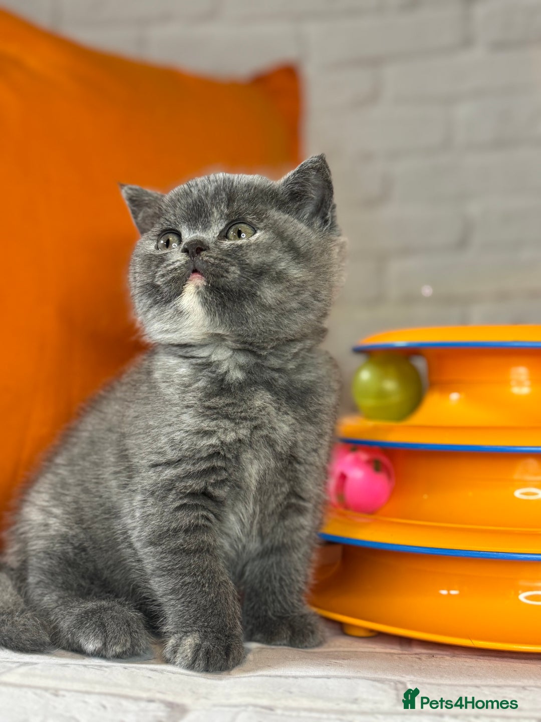British Shorthair cats for sale: Beautiful British Shorthair Kittens – ReadyOctober - Image 4