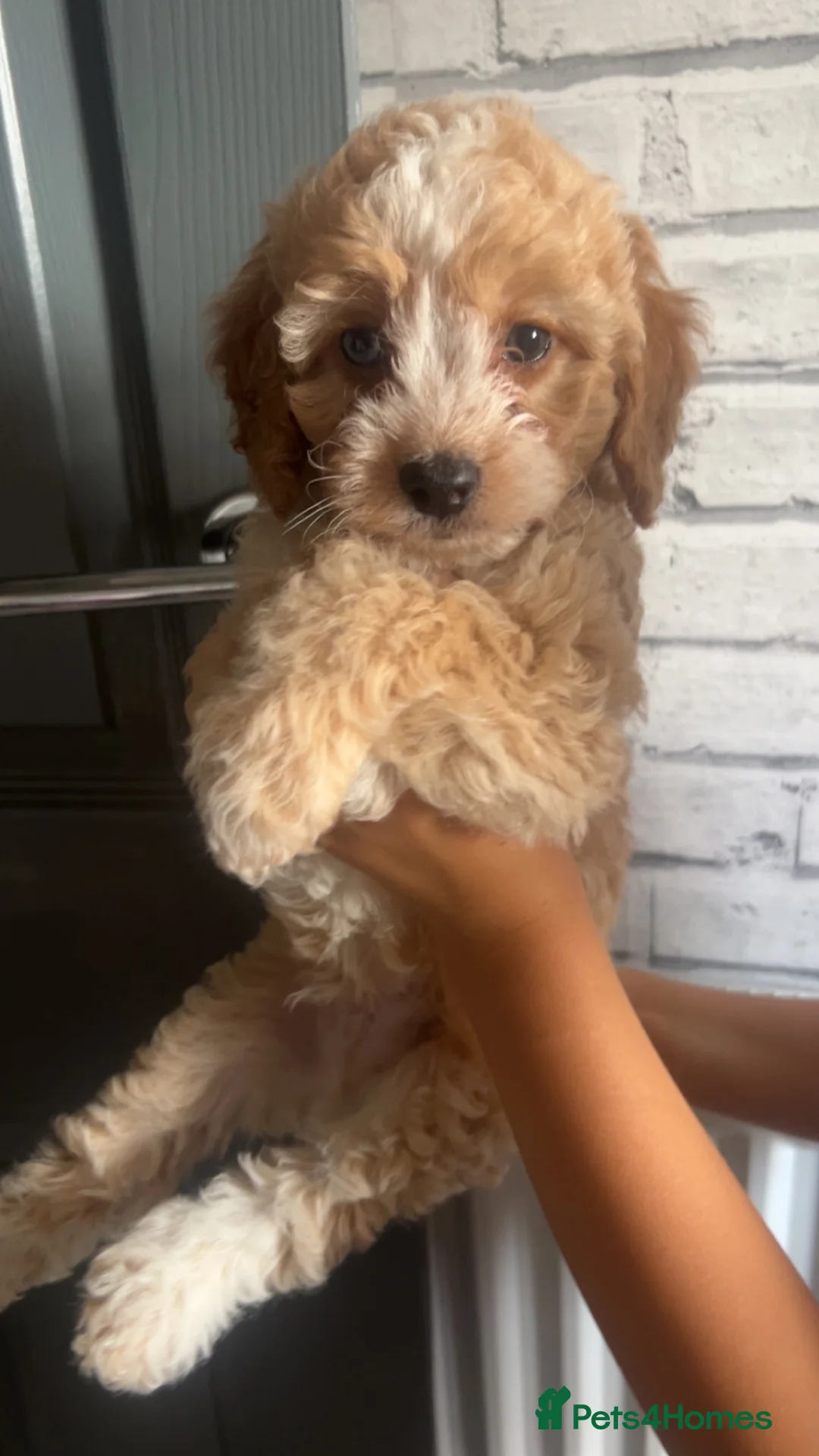 Mixed Breed dogs for sale: 2 Male cocker spaniel x cavapoo pups for sale. - Advert 2