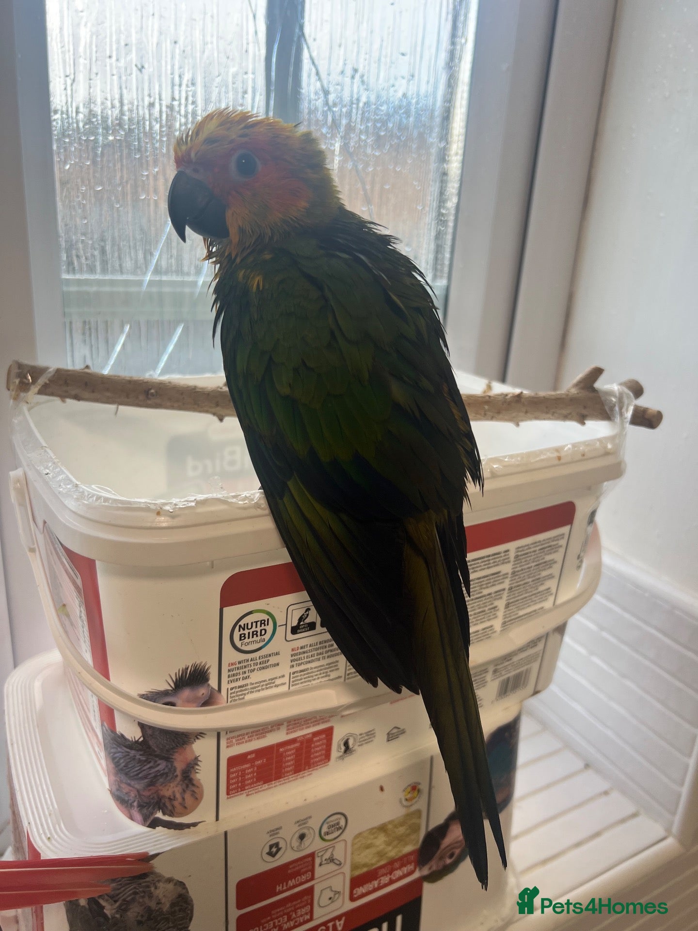 Mixed Breed birds Beautiful Hand-Reared Sun Conure Babies – Weaned  - Advert 2