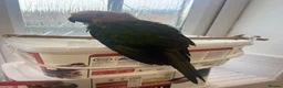 Mixed Breed birds for sale: Beautiful Hand-Reared Sun Conure Babies – Weaned  - Advert 16